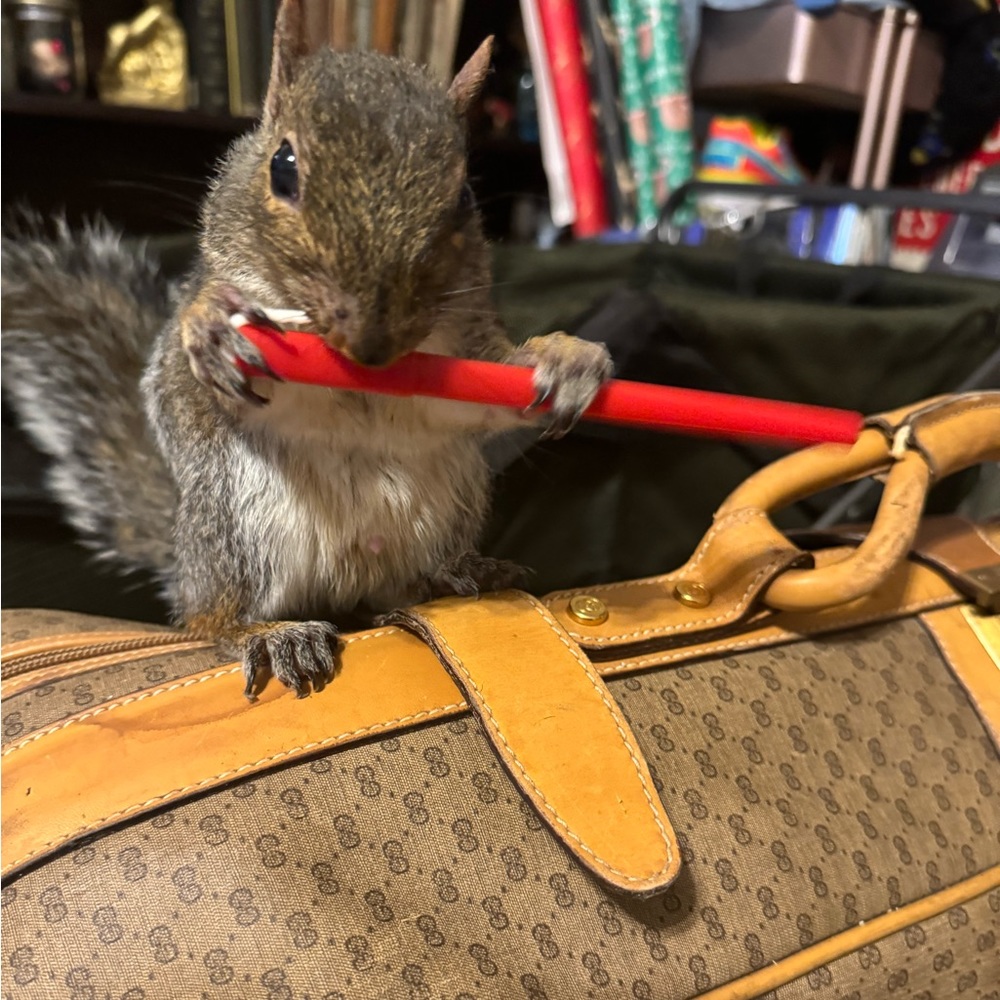 Meet your Posher, Reeva - Picture 6 of 7